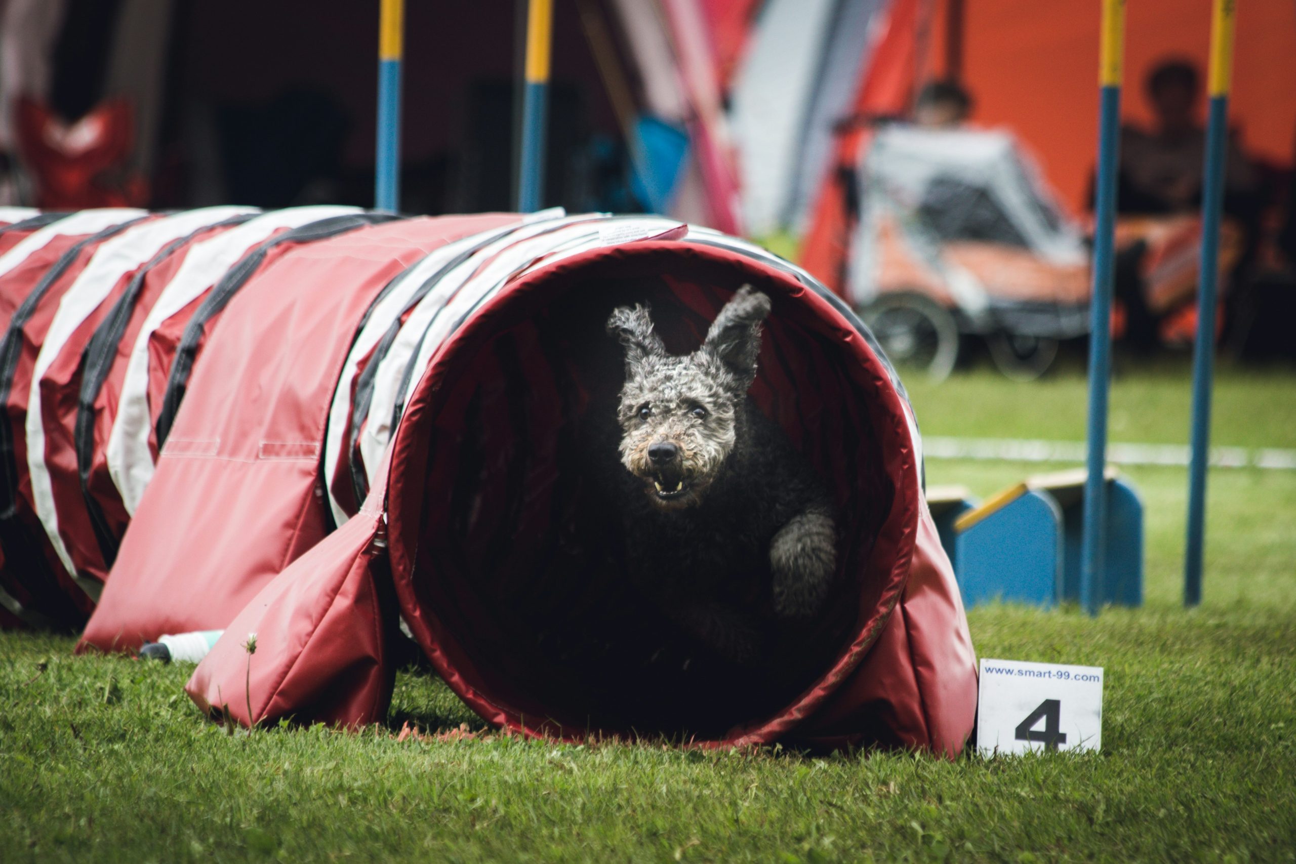 découvrez le monde de l'agility, un sport canin plein d'énergie et de complicité entre le maître et son chien. apprenez les fondamentaux, les astuces et les conseils pour pratiquer l'agility avec votre fidèle compagnon.
