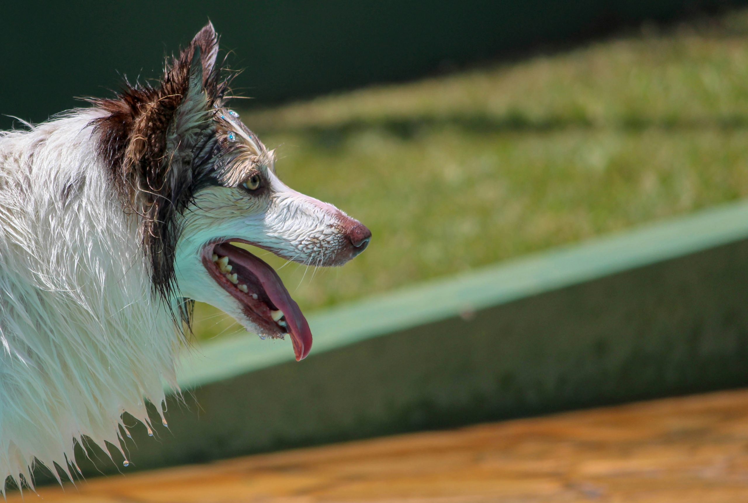 découvrez l'agilité, une discipline sportive alliant vitesse, souplesse et précision, à travers des épreuves d'obstacles pour les chiens et leurs maîtres.
